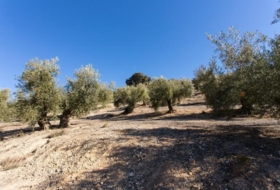 Campotéjar 133800&nbsp;m²