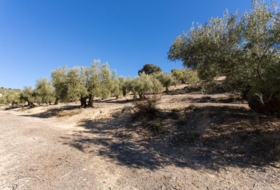Campotéjar 133800&nbsp;m²