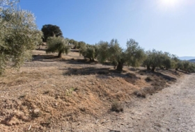 Campotéjar 133800&nbsp;m²