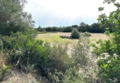 Non-developable land for sale on España, Sineu, ref: TR328070 photo