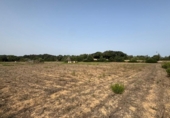 Non-developable land for sale on España, Sineu, ref: TR328070 photo