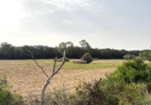 Non-developable land for sale on España, Sineu, ref: TR328070 photo