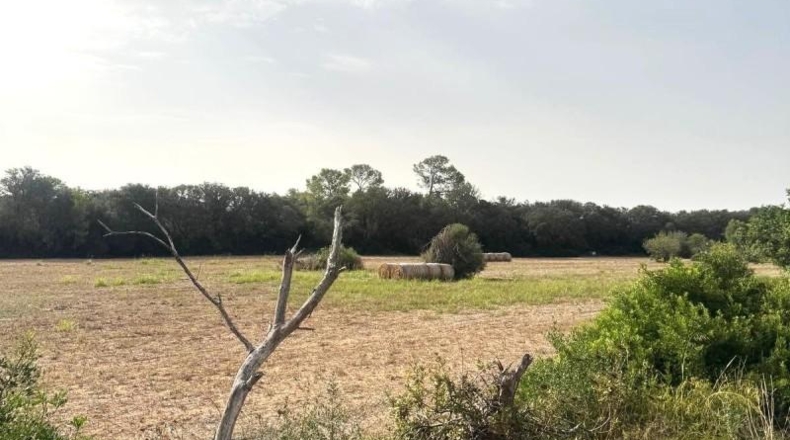 Balearic Islands - Sineu - 21300m2