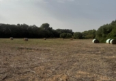 Non-developable land for sale on España, Sineu, ref: TR328070 photo