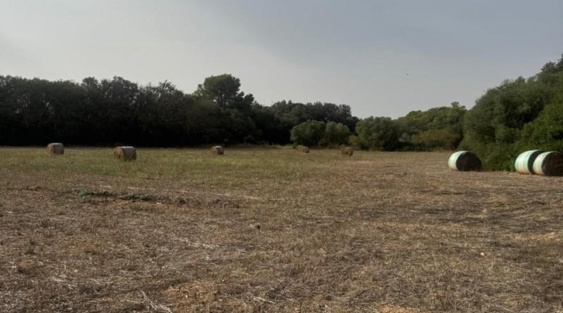 Balearic Islands - Sineu - 21300m2
