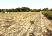 Non-developable land for sale on España, Sineu, ref: TR328070 photo