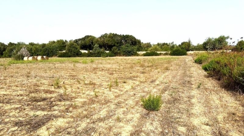 Balearic Islands - Sineu - 21300m2