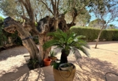 Chalet independiente con terreno en venta en la España, Monóvar, ref: TR166805 foto