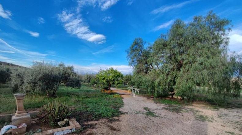 Alicante - Asp - 12500m2