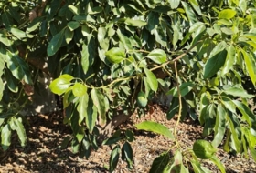 Foto 13