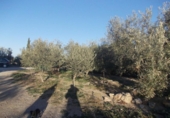 Chalet independiente con terreno en venta en la España, Lorca, ref: TR268015 foto