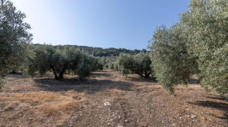 Granada - Montefrío - 55000m2