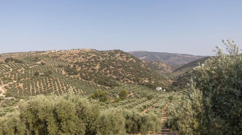 Granada - Montefrío - 55000m2
