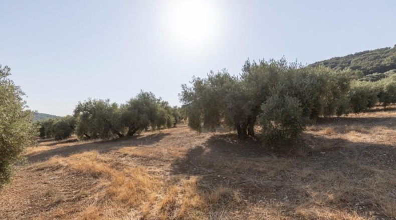 Granada - Montefrío - 55000m2