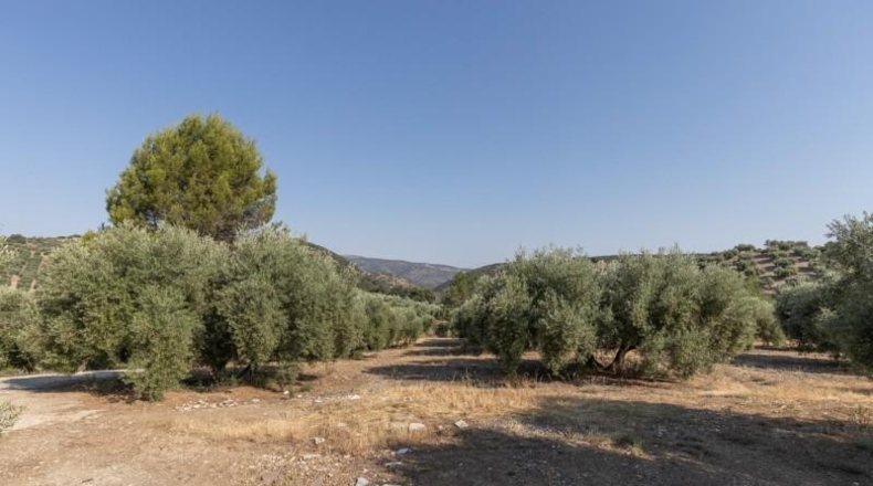 Granada - Montefrío - 55000m2
