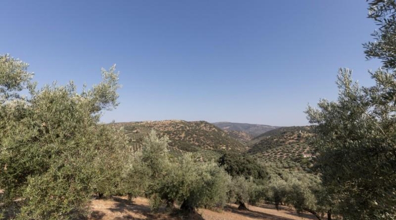 Granada - Montefrío - 55000m2