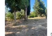 Xalet independent amb terreny en venda a la España, Roses, ref.: TR312574 foto