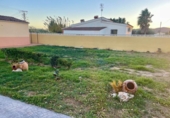 Xalet independent amb terreny en venda a la España, Benicarló, ref.: TR157283 foto