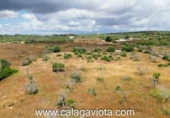 Non-developable land for sale on España, Ses Salines, ref: TR244122 photo