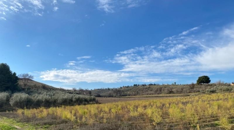 Granada - Moraleda de Zafayona - 80000m2