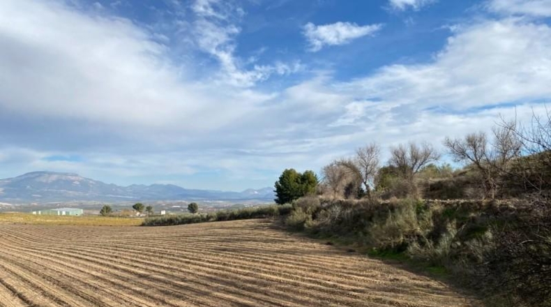 Granada - Moraleda de Zafayona - 80000m2