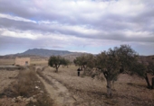 Terreny no urbanitzable en venda a la España, Jumella, ref.: TR335433 foto