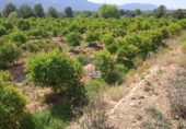 Casa amb terreny en venda a la España, Montesa, ref.: TR292362 foto