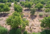 Casa amb terreny en venda a la España, Montesa, ref.: TR292362 foto