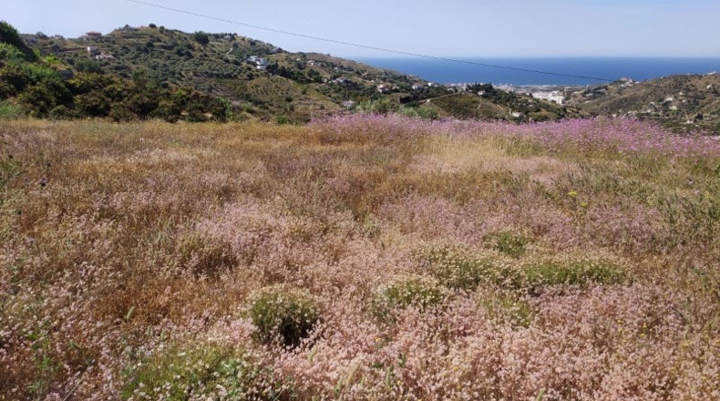 Málaga - Torrox - 11000m2