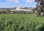 Xalet independent amb terreny en venda a la España, Arcos de la Frontera, ref.: TR331862 foto