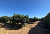 Xalet independent amb terreny en venda a la España, Cantillana, ref.: TR336186 foto