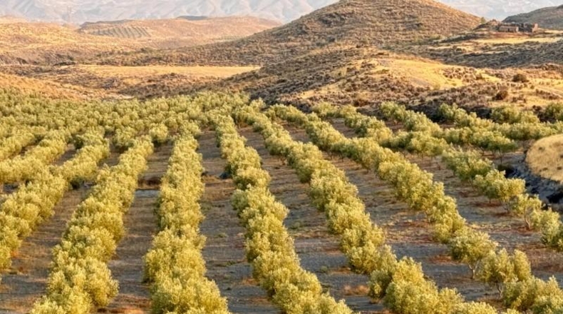 Almería - Табернас - 1799999m2