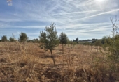 Xalet independent amb terreny en venda a la España, Arcos de la Frontera, ref.: TR342544 foto