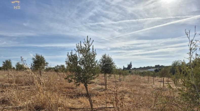 Cádiz - Arcos de la Frontera - 19720m2