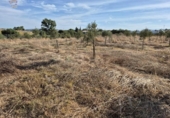 Xalet independent amb terreny en venda a la España, Arcos de la Frontera, ref.: TR342544 foto