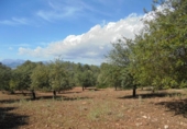 Non-developable land for sale on España, Sencelles, ref: TR316933 photo