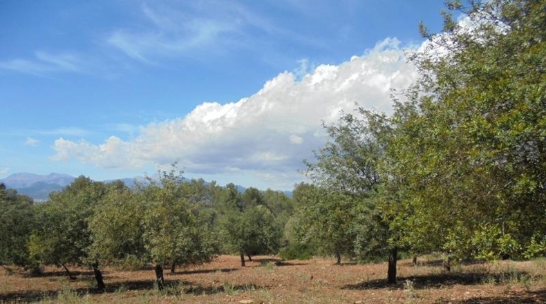 Islas Baleares - Sencelles - 55824m2