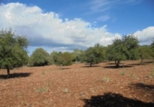 Non-developable land for sale on España, Sencelles, ref: TR316933 photo