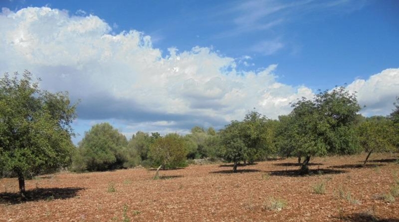 Islas Baleares - Sencelles - 55824m2