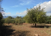 Non-developable land for sale on España, Sencelles, ref: TR316933 photo