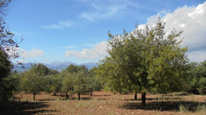 Islas Baleares - Sencelles - 55824m2
