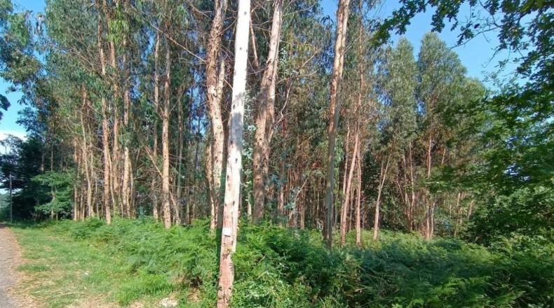 Pontevedra - O Cruceiro Vello - 9500m2