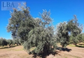 Terreny no urbanitzable en venda a la España, Bailén, ref.: TR126970 foto