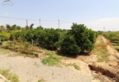 Xalet independent amb terreny en venda a la España, Elx, ref.: TR155473 foto