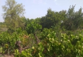 Terreny no urbanitzable en venda a la España, Jerez de la Frontera, ref.: TR128771 foto