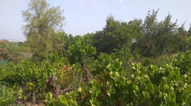 Cádiz - Jerez de la Frontera - 11400m2