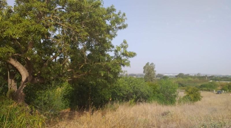 Cádiz - Jerez de la Frontera - 11400m2