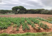 Casa de camp amb terreny en venda a la España, Vejer de la Frontera, ref.: TR151764 foto
