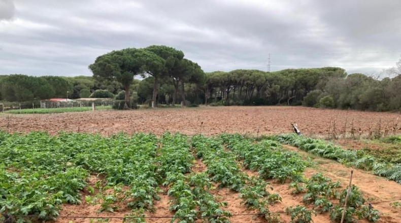 Cádiz - Vejer de la Frontera - 6210m2