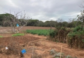 Casa de camp amb terreny en venda a la España, Vejer de la Frontera, ref.: TR151764 foto